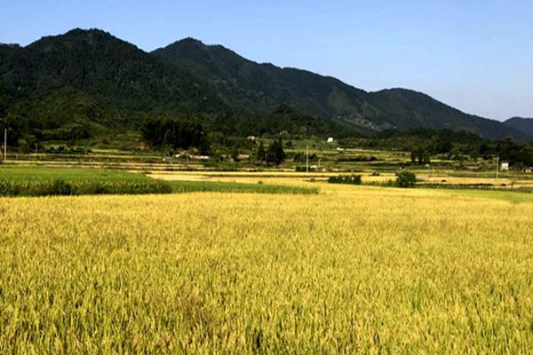 淮北市濉溪縣“秸”盡所能 解鎖農(nóng)業(yè)廢棄物的綠色財(cái)富密碼