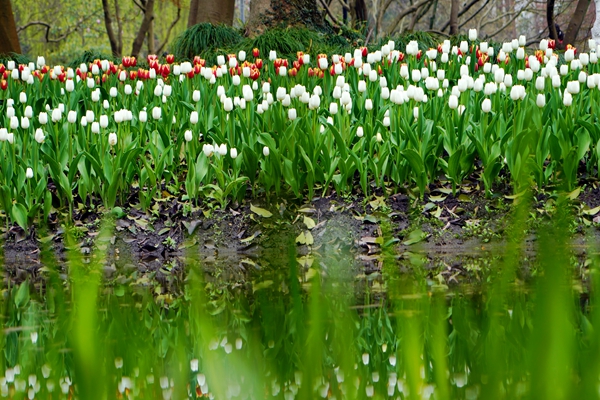 蘇州市以“減污降碳協(xié)同增效、因地制宜循環(huán)利用”理念高標準推進農(nóng)村生活污水資源化利用典型案例