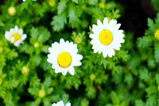 《2025美麗中國·綠色空間使用者典型案例集》在COP30成功發(fā)布：中國基層智慧為全球氣候治理貢獻全民行動方案