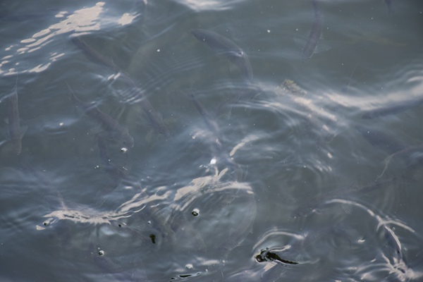 綜合利用藻泥底泥 助力打造巢湖“最好名片”